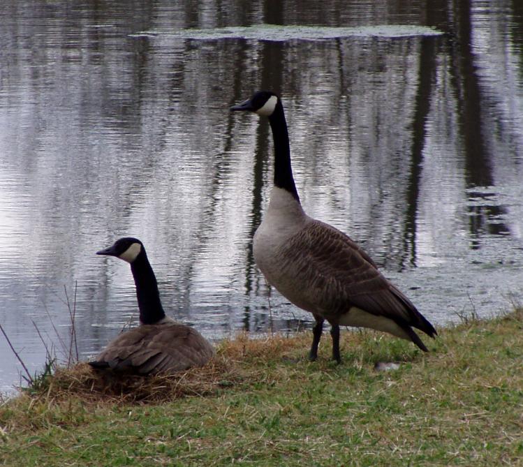 Canadian geese