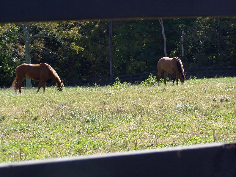 Happy Horses