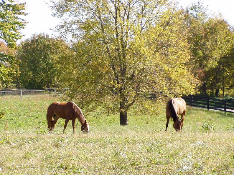 Happy Horses