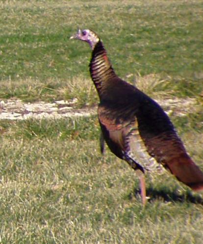wild turkey