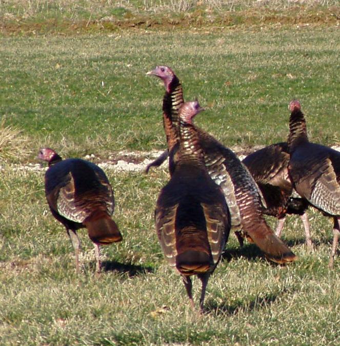 wild turkeys
